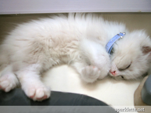 Snowy the Ragdoll kitten taking a nap