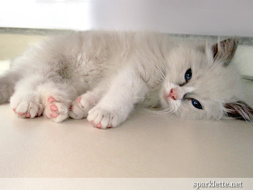 Snowy the Ragdoll kitten