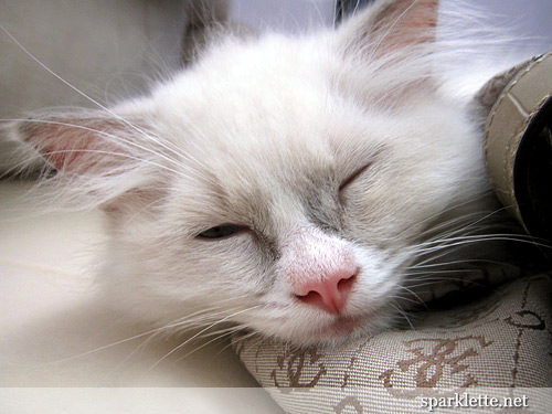 Snowy the Ragdoll kitten sleeping