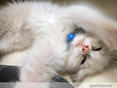 Snowy the Ragdoll kitten asking for a hug