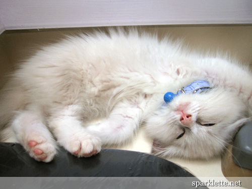 Snowy the Ragdoll kitten taking a nap