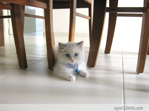 Snowy the Ragdoll kitten under the table