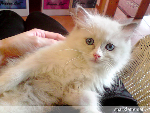 Snowy the Ragdoll kitten purring on lap