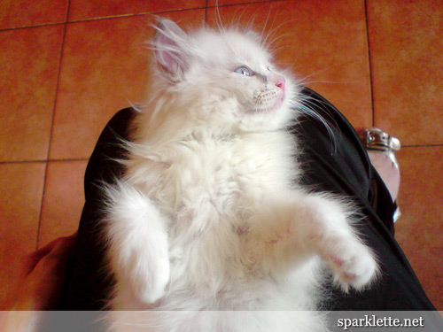 Snowy the Ragdoll kitten lying limp on lap