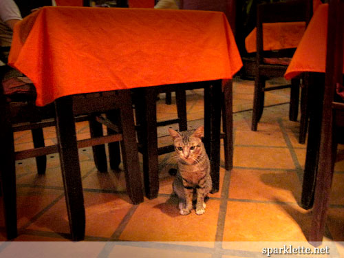 Kitten along Pub Street, Siem Reap