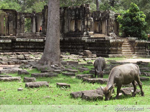 Water buffalo grazing in Angkor Thom, Cambodia