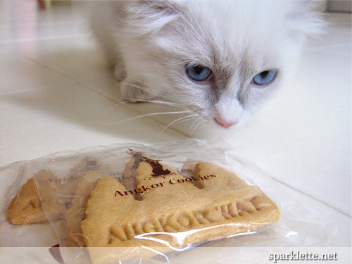 Snowy, my Ragdoll enjoying some Angkor cookies