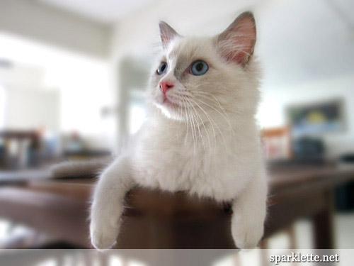 Snowy the Ragdoll kitten