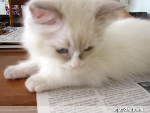 Snowy the Ragdoll kitten reading newspaper