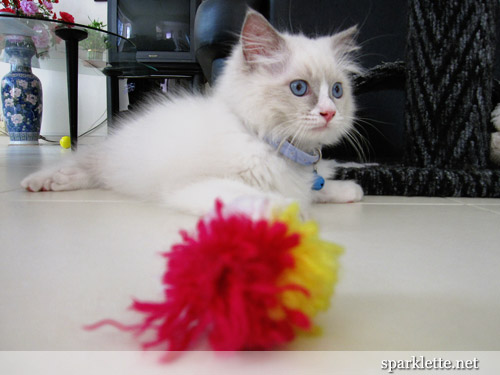 Snowy the Ragdoll kitten with colourful yarn ball
