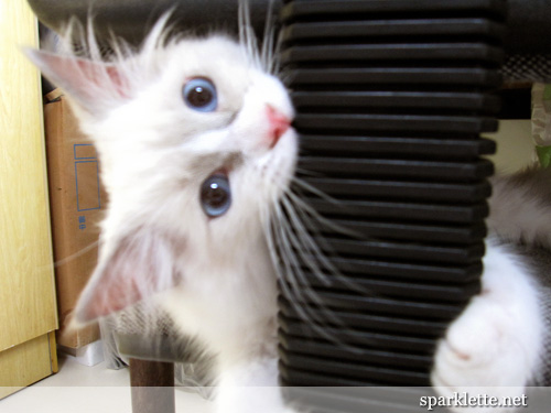 Snowy the Ragdoll kitten