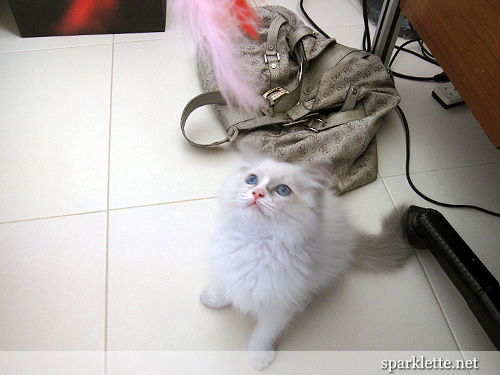 Snowy the Ragdoll kitten