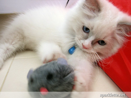 Snowy the Ragdoll kitten with toy mouse