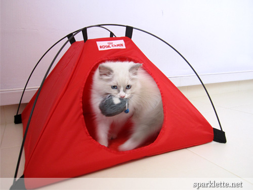 Snowy the Ragdoll kitten coming out of pet tent with toy mouse