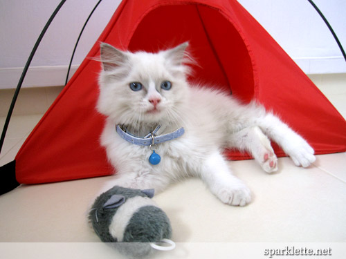 Snowy the Ragdoll kitten with toy mouse