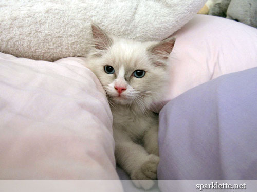 Snowy the Ragdoll kitten on bed