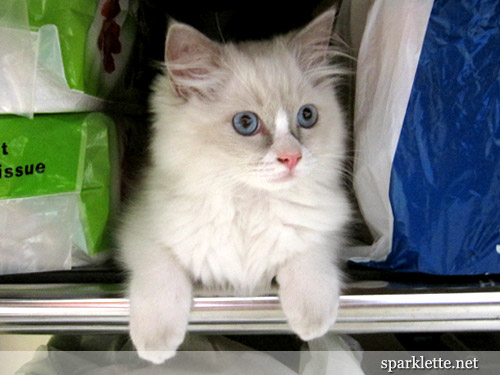 Snowy the Ragdoll kitten