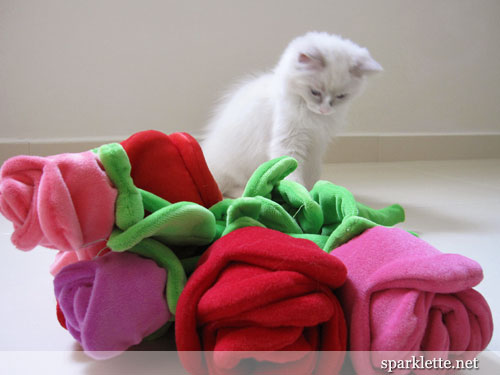 Snowy the Ragdoll kitten with flowers