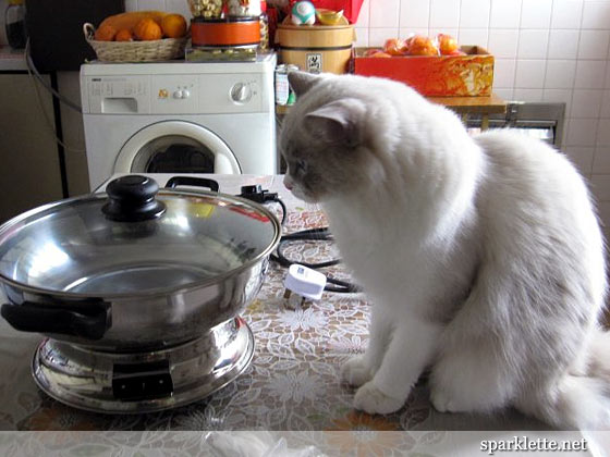 Snowy, our Ragdoll cat eyeing the steamboat