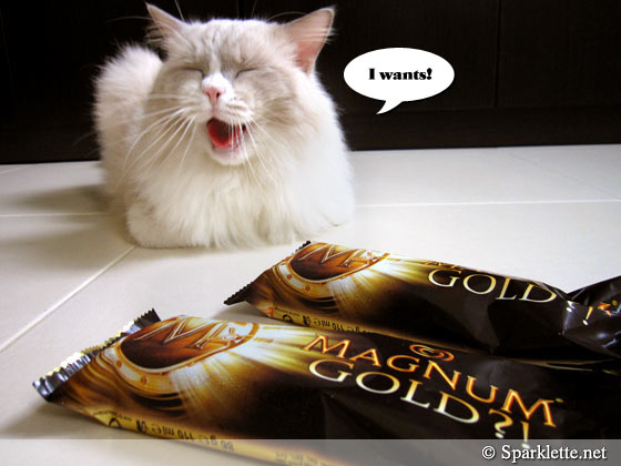 Ragdoll cat with Magnum Gold ice cream