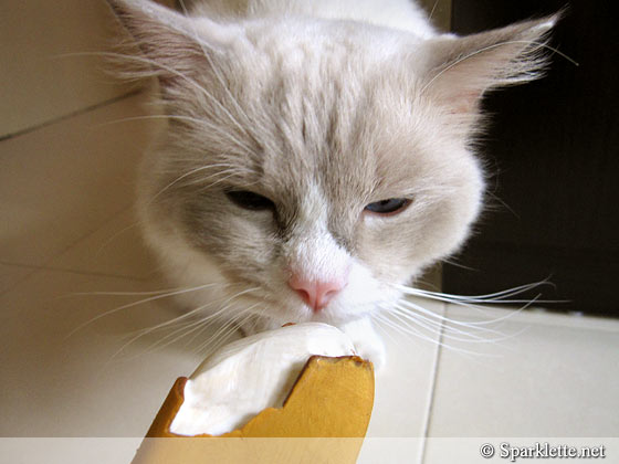 Ragdoll cat with Magnum Gold ice cream