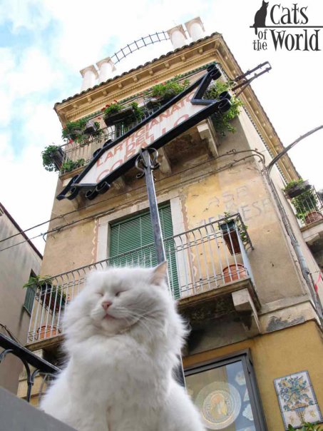 White cat in Sicily, Italy