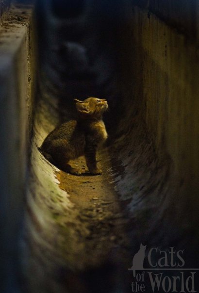 Cat in Singapore