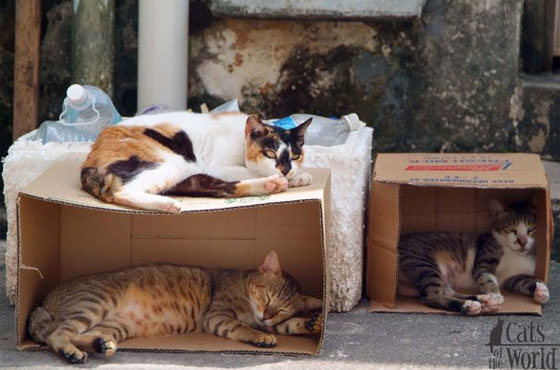 Stray cats in Tiong Bahru, Singapore