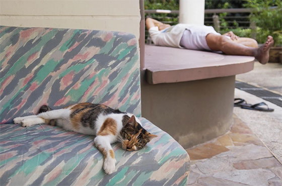 Stray cat at void deck, Singapore