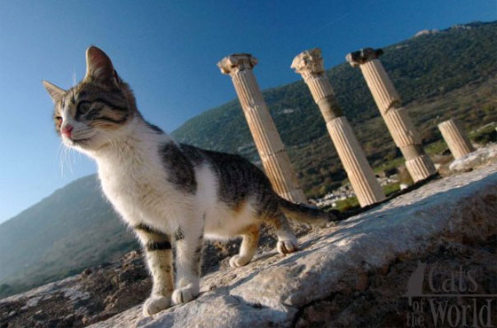 Cat in Ephesus, Turkey